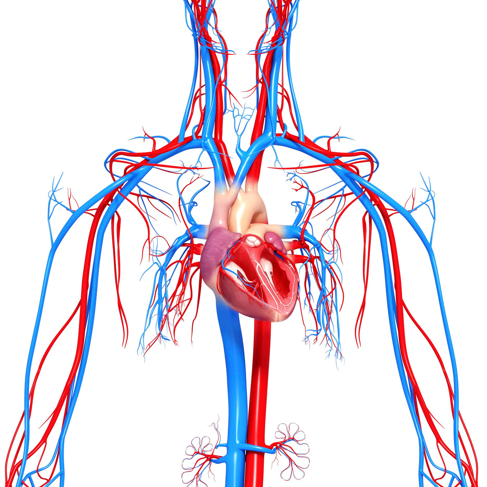 "Cardiovascular system