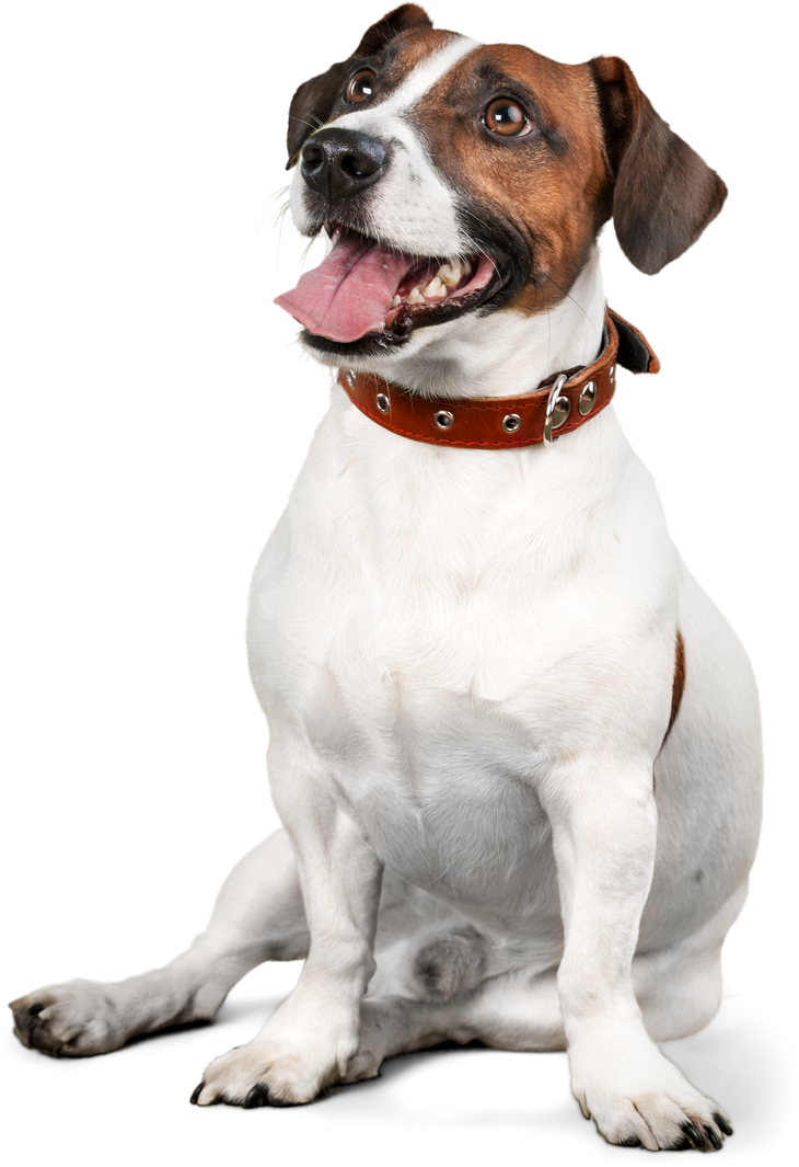 Jack Russell Terrier Sitting