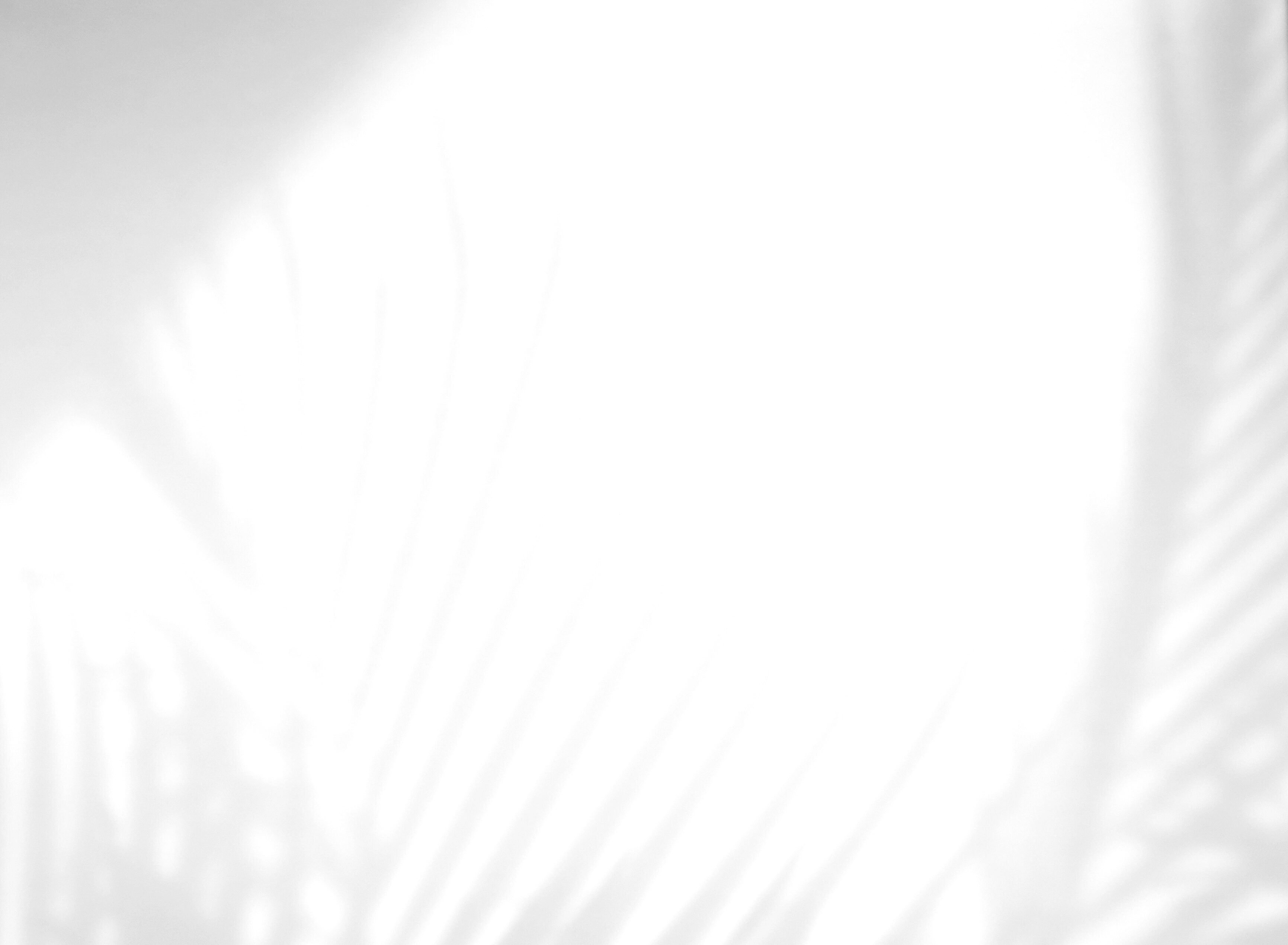 Shadow of Tropical Palm Leaves on White Background